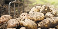 Прощай, немытая картошка!
