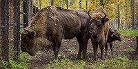 Обыкновенный ежик