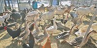 Инвестиции как мантра