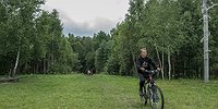 Трансгенные березы и осины