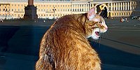 Дворцовые стражи