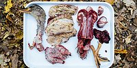 Чем дальше в лес