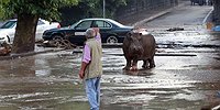 Бегемота приютили слоны