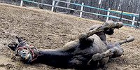 «Да тут ещё и конь не валялся!»
