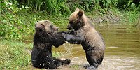 Медведь тайги никому не отдаст