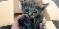 Кошка на ладони