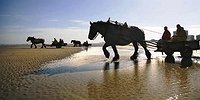 Кадриль с креветкой