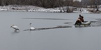 Лебединая верность