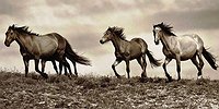 Тайная жизнь лошадей