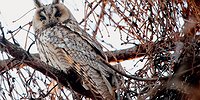 Знакомство с ушастой совой