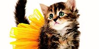 Как победить аллергию?