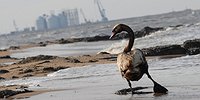 По локти в нефти