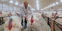Судьба – индейка