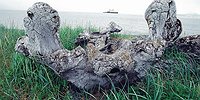 В поисках русского анобтаниума