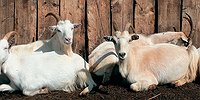Люди с козами