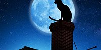 Под гнетом черной кошки
