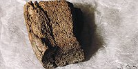 Кора, жмых и мучная пыль