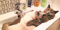Зачем они на душе скребут
