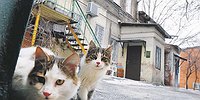 Хоть метра клок