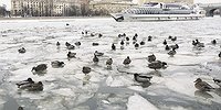 Птица несчастья