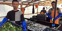 Велика Русь, а урожай  убирать некому?!