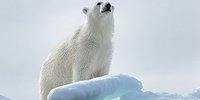 Как живётся в Арктике белым медведям и людям