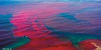 Красного прилива цвет