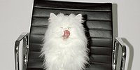 Кот расшифрован