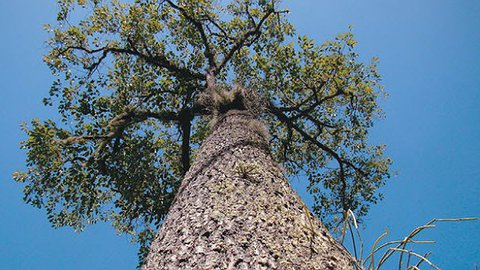 Эра человека