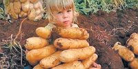 Картофель фри