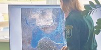 Отечественный лес способен поглощать втрое больше