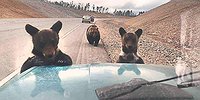 Скоро и  воробей экзотикой станет