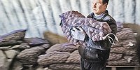 О семена, о нравы!