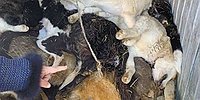 Лицензия на убийство