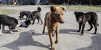 Лицензия на убийство