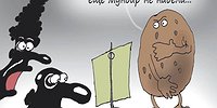 Клубни египетские