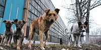 Усыпить нельзя помиловать